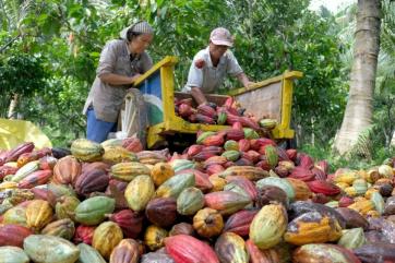 Крупнейшие производители какао-бобов потребовали повышения цен